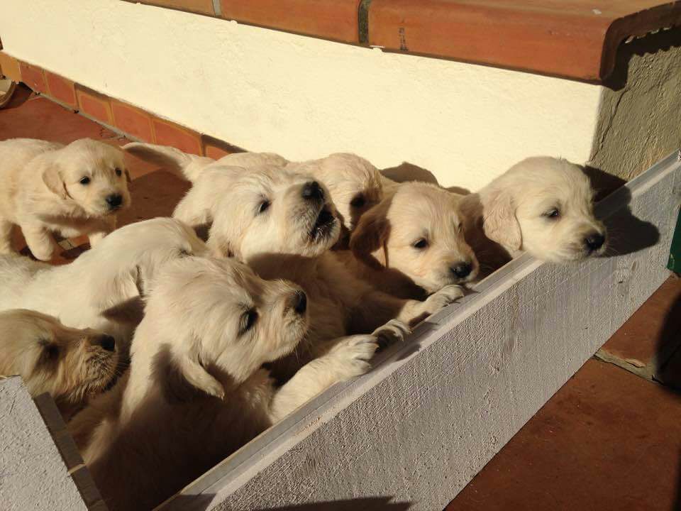 Goldens 2